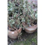 SIX ASSORTED GLAZED GARDEN PLANTERS AND CONTENTS