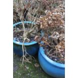 TWO PAIRS OF LARGE GLAZED GARDEN PLANTERS AND CONTENTS