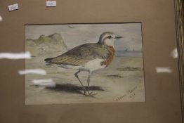 A FRAMED WATERCOLOUR OF A CASPIAN PLOVER, DATED 1892, 47 X 38 CM INCLUDING FRAME
