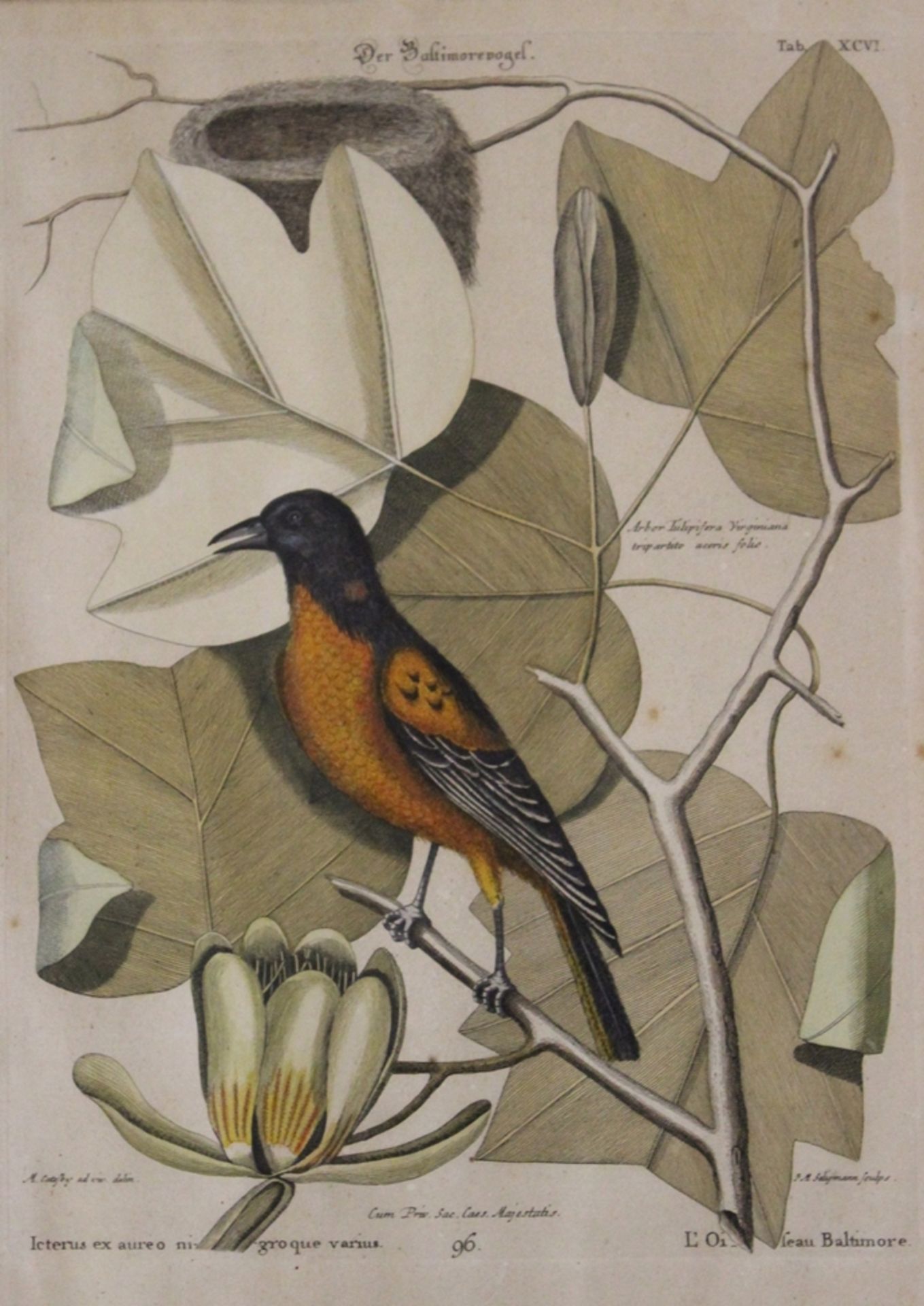 Stich, Der Baltimorevogel, älter, ger./Glas, RG 48 x 38cm.