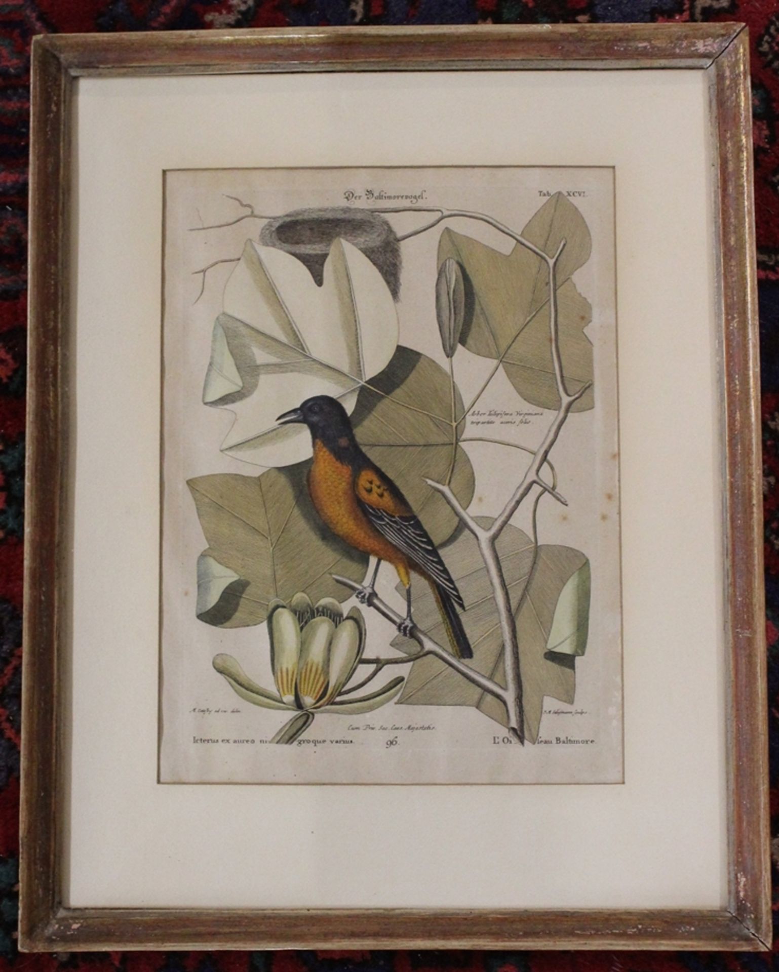 Stich, Der Baltimorevogel, älter, ger./Glas, RG 48 x 38cm. - Bild 2 aus 2