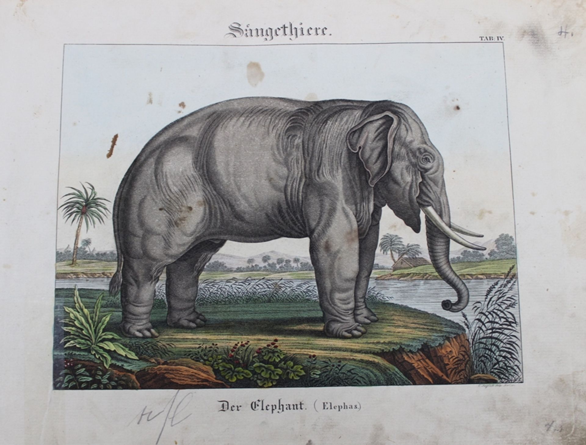 gebundene Stiche, Säugethiere, wohl um 1800, handcoloriert, Einband neu, Blätter teilw. Altersspure - Bild 4 aus 5