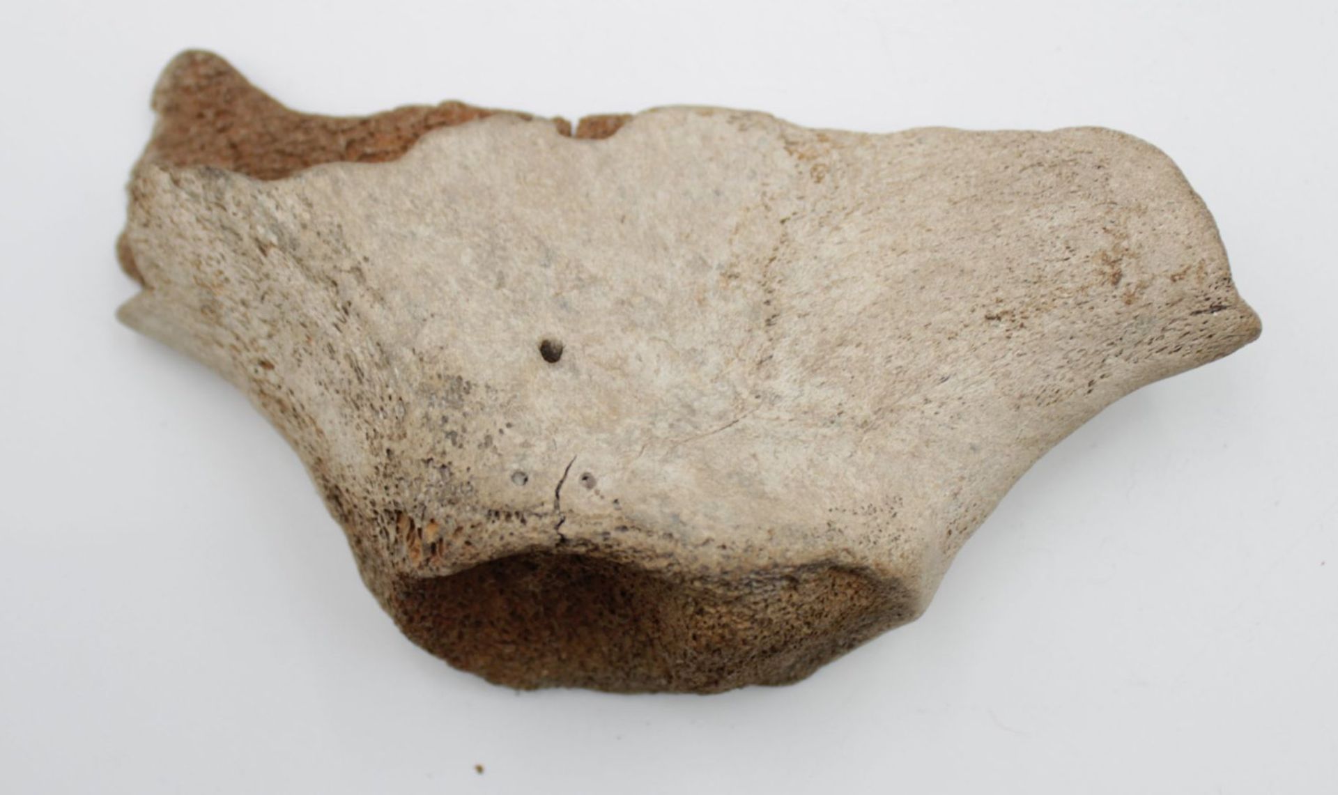 5 x Mammut Knochen , Längster ca. 27cm - Bild 6 aus 6