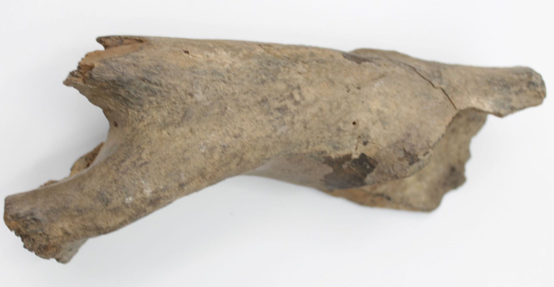 5 x Mammut Knochen , Längster ca. 27cm - Bild 2 aus 6
