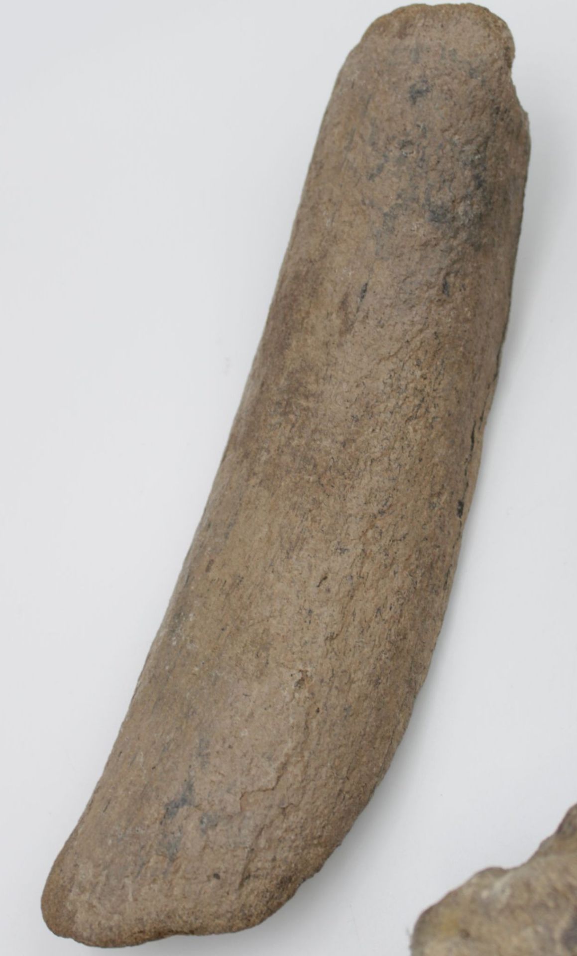 5 x Mammut Knochen , Längster ca. 27cm - Bild 4 aus 6