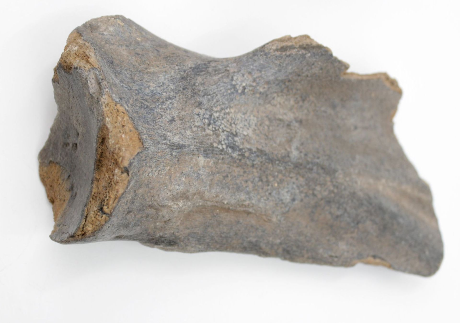 5 x Mammut Knochen , Längster ca. 27cm - Bild 3 aus 6
