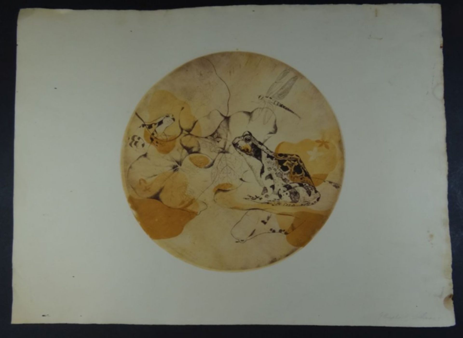Elisabeth SCHERER (1931) wohl , Frosch,runde Farbradierung,D-31 cm, Blatt an den Rändern Läsuren u