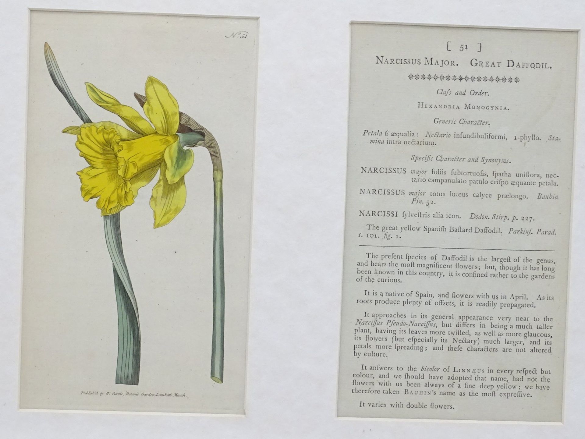 Kupferstich 1782 Narzisse, Curtis's Botanical Magazine, ger/Glas, RG 33,5x 44,5cm - Bild 2 aus 5