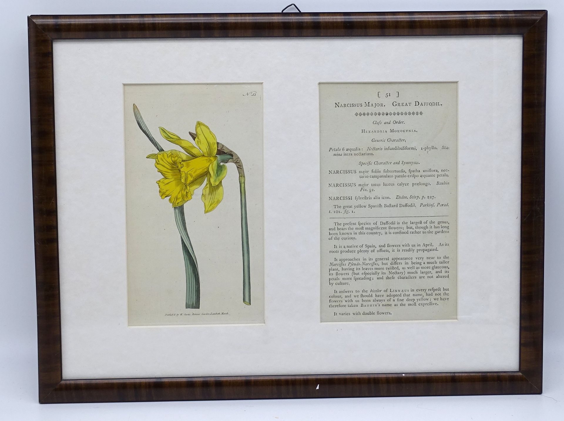 Kupferstich 1782 Narzisse, Curtis's Botanical Magazine, ger/Glas, RG 33,5x 44,5cm