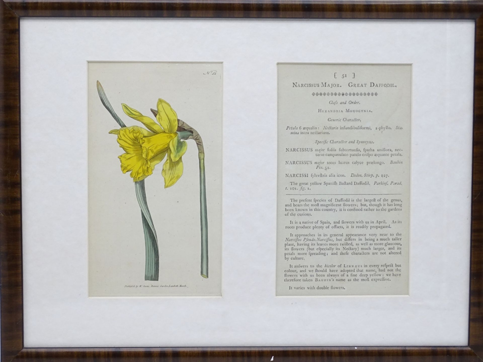 Kupferstich 1782 Narzisse, Curtis's Botanical Magazine, ger/Glas, RG 33,5x 44,5cm - Bild 3 aus 5