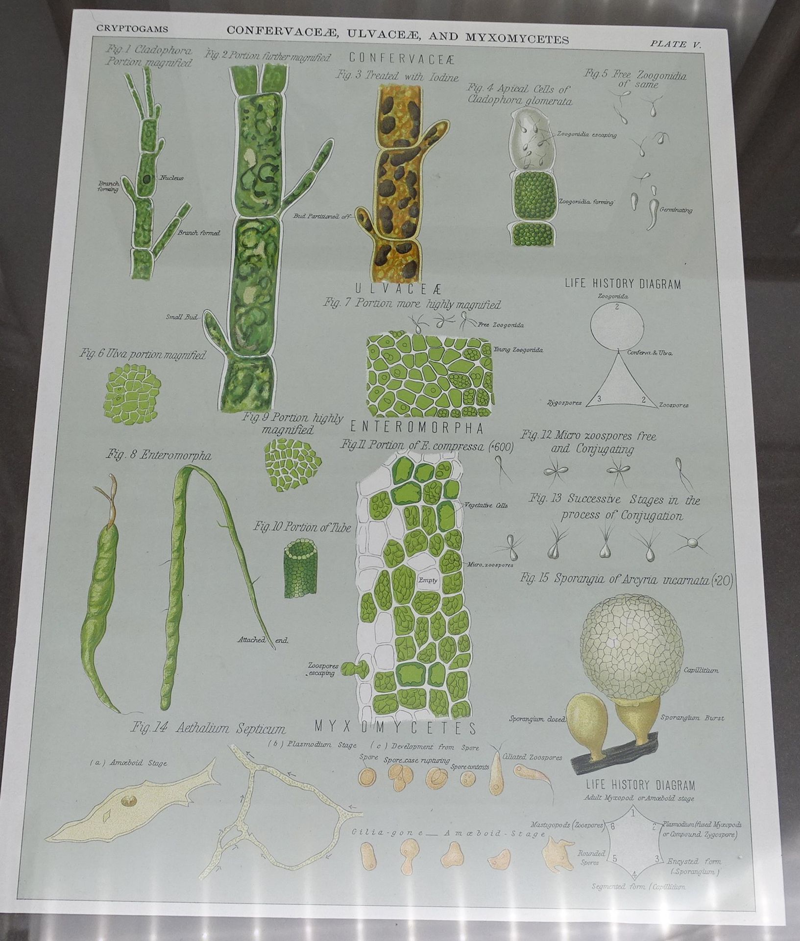 4x Cryptogams, Serie, ger/Glas, je 33 x 44cm - Bild 6 aus 7
