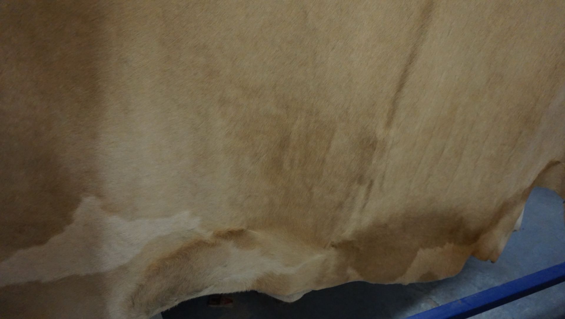 GOLD APPROX 46 SQFT HORSE HIDE - Image 3 of 3