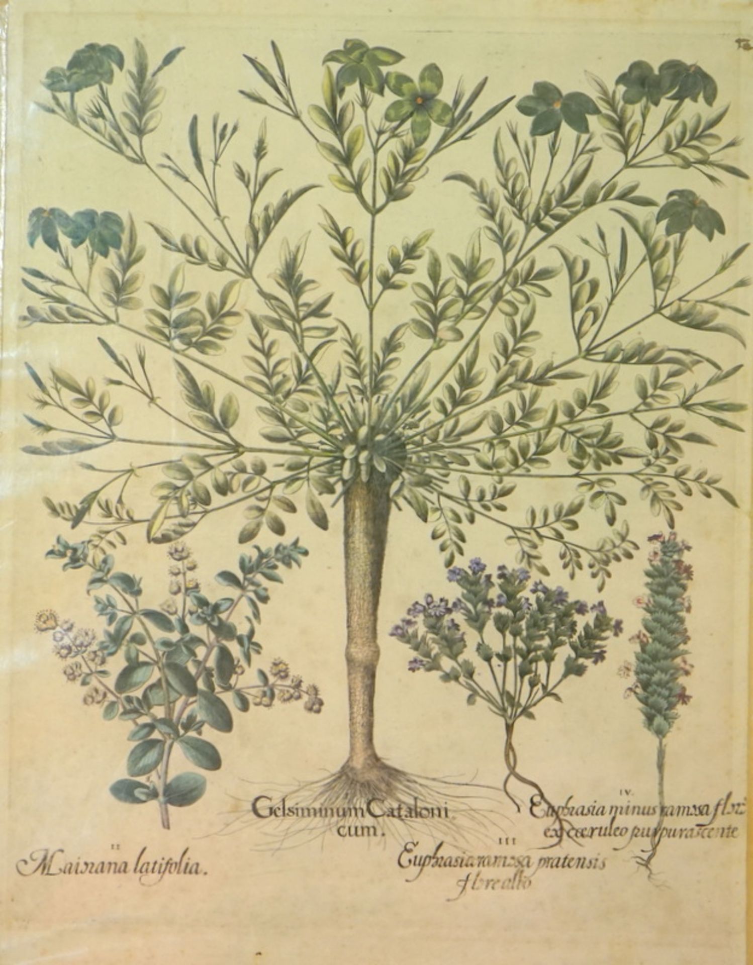 Basilius Besler: Blatt aus Hortus Eystettensis, kolorierter Kupferstich, 1613