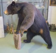 Grosses freistehendes Präparat eines kanadischen Schwarzbären