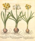 Besler, Basilius 1561–1629: Narcissus Orientalis medio