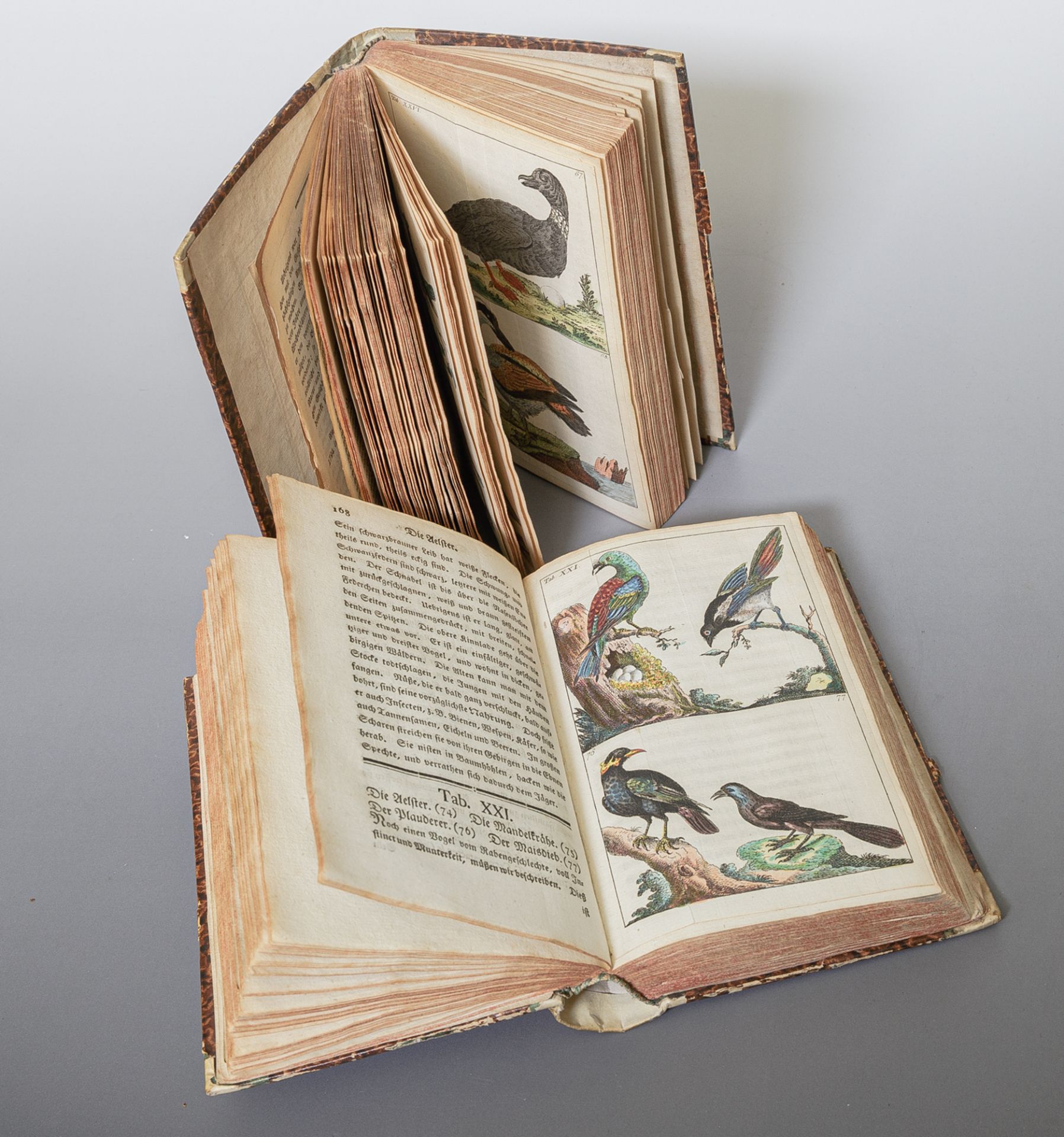 'Unterhaltungen aus der Naturgeschichte: Der Vögel erster Theil, neue Ausgabe' - Bild 4 aus 5