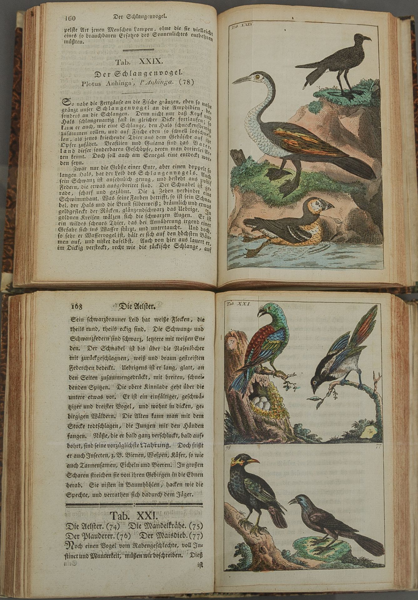 'Unterhaltungen aus der Naturgeschichte: Der Vögel erster Theil, neue Ausgabe' - Bild 5 aus 5