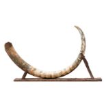 A large prehistoric Woolly Mammoth (Mammuthus primigenius) tusk with banded markings on a velvet-