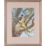 Rena Fennessy (20th century), Red & Yellow Barbets, signed, watercolour, 37.5 cm x 29 cm framed