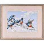 Rena Fennessy ( 20th century), a group of Superb Starlings on a thorny branch, signed, watercolour &