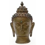 Kopf des Amithayus.