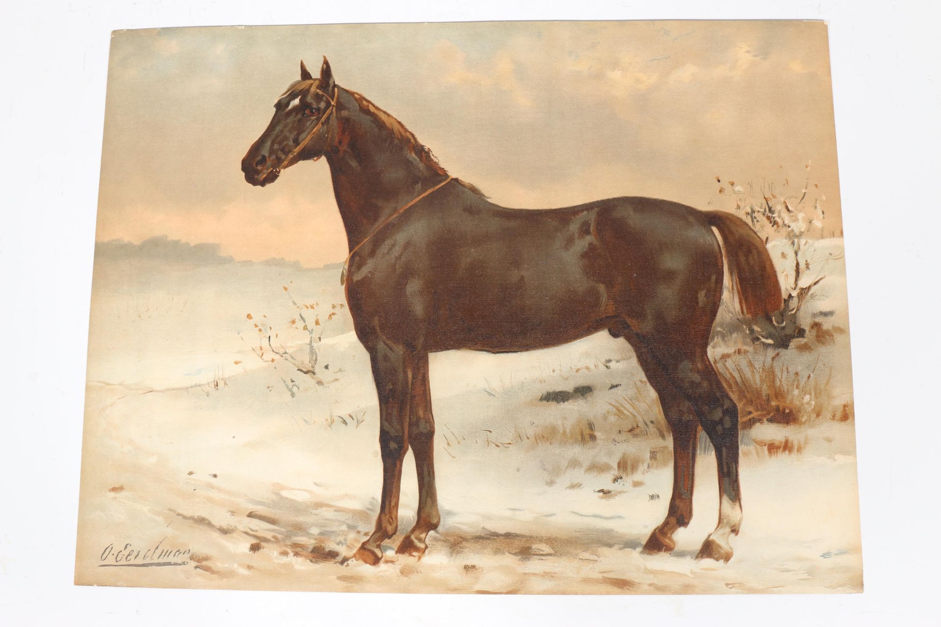 Paardenrassen. Kunstalbum van een en veertig afbeeldingen naar schilderijen van Otto Eerelman met be - Bild 4 aus 4