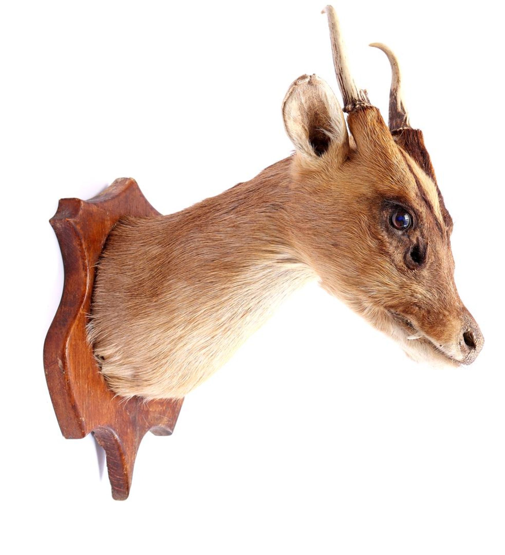 Muntjac