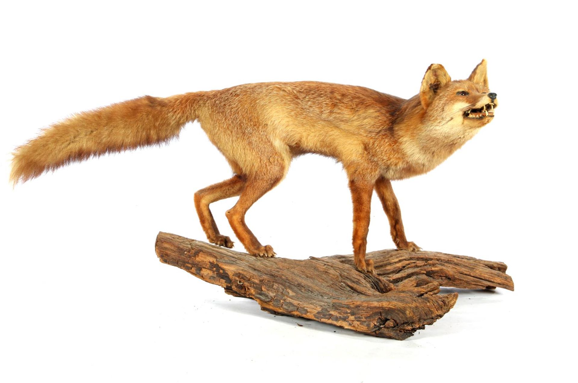 Taxidermy stuffed fox, whole