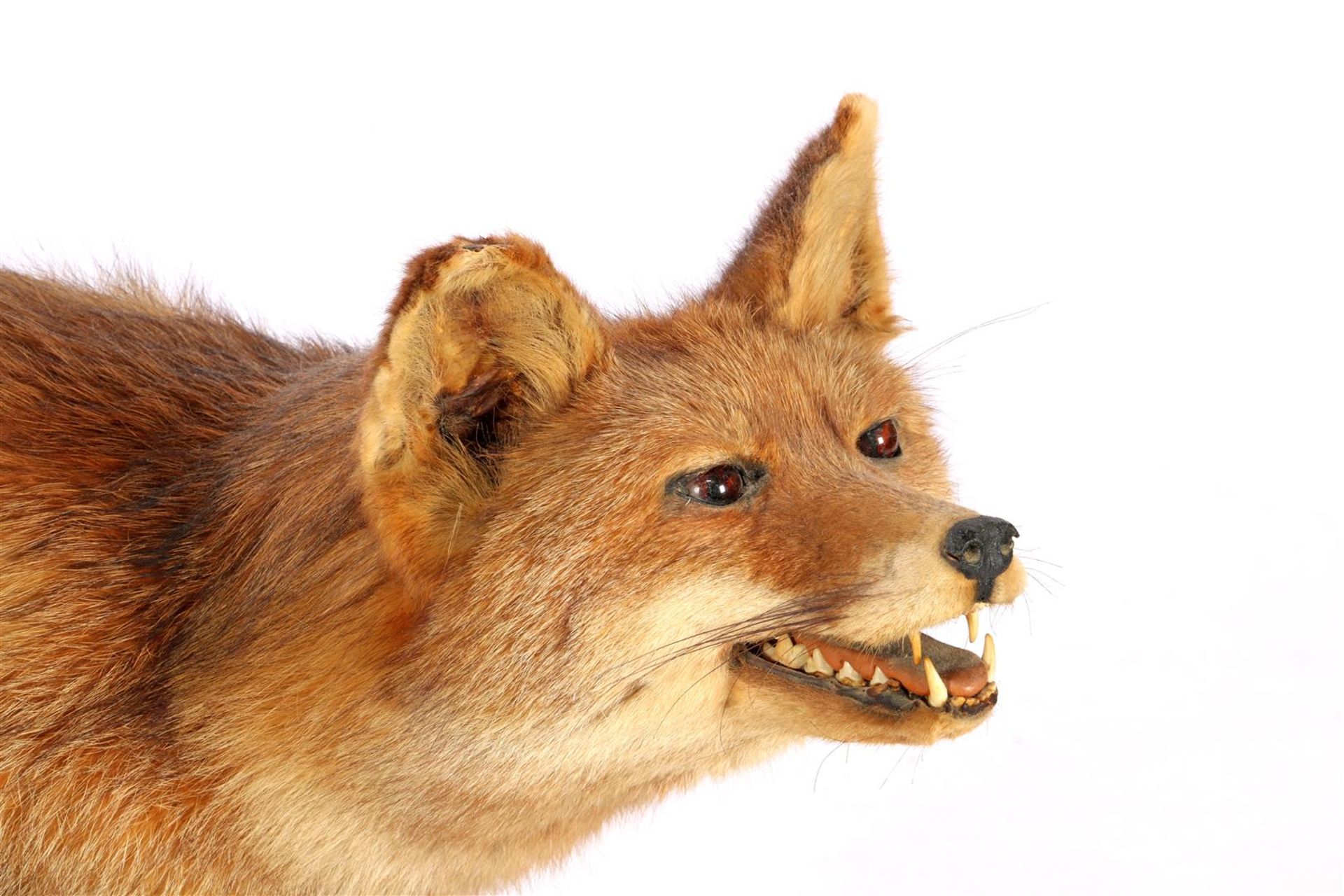 Taxidermy stuffed fox, whole - Bild 2 aus 2