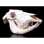 Cow skull,