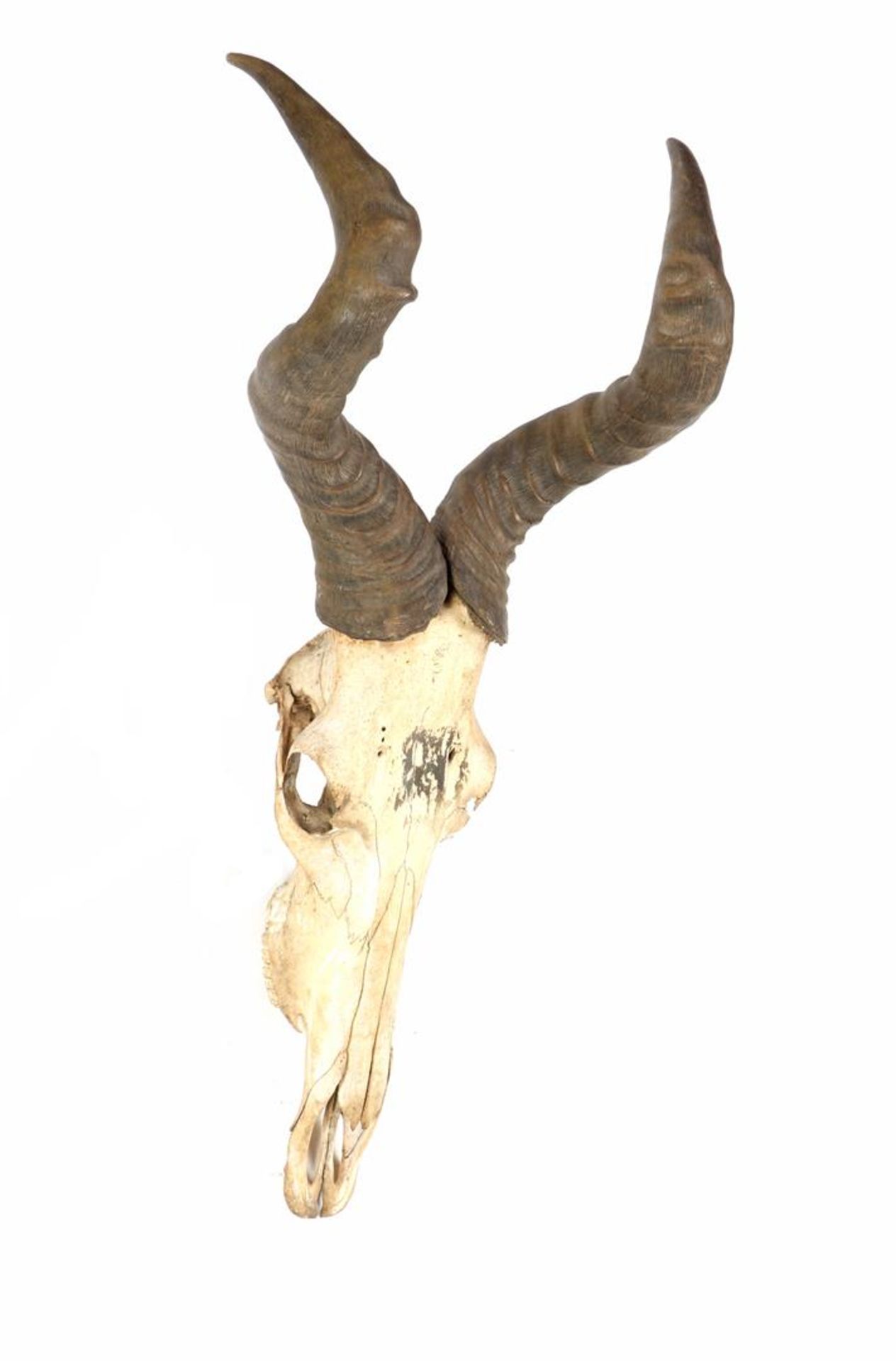 Skull with horns, presumably from a red hartebeest - Bild 2 aus 2