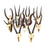 Collection skulls and horns