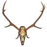 Deer skull with antlers