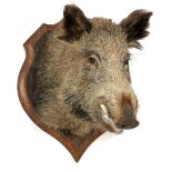 Prepared wild boar