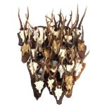 Collection of skulls and antlers