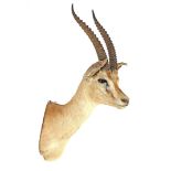 Prepared head of a springbok