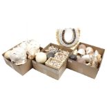 3 boxes with various shells