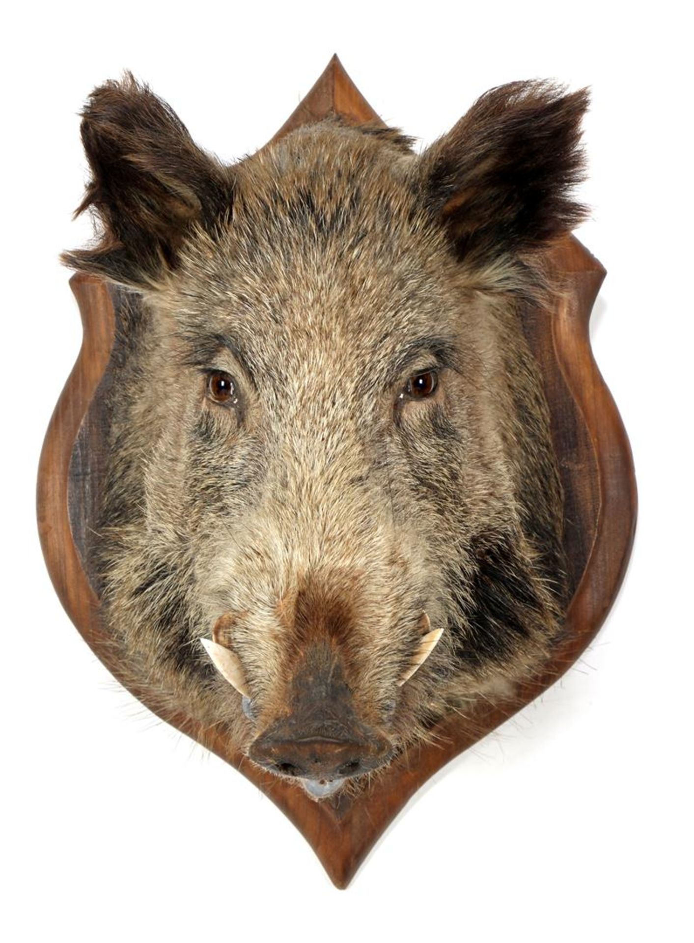 Wild boar - Image 3 of 3