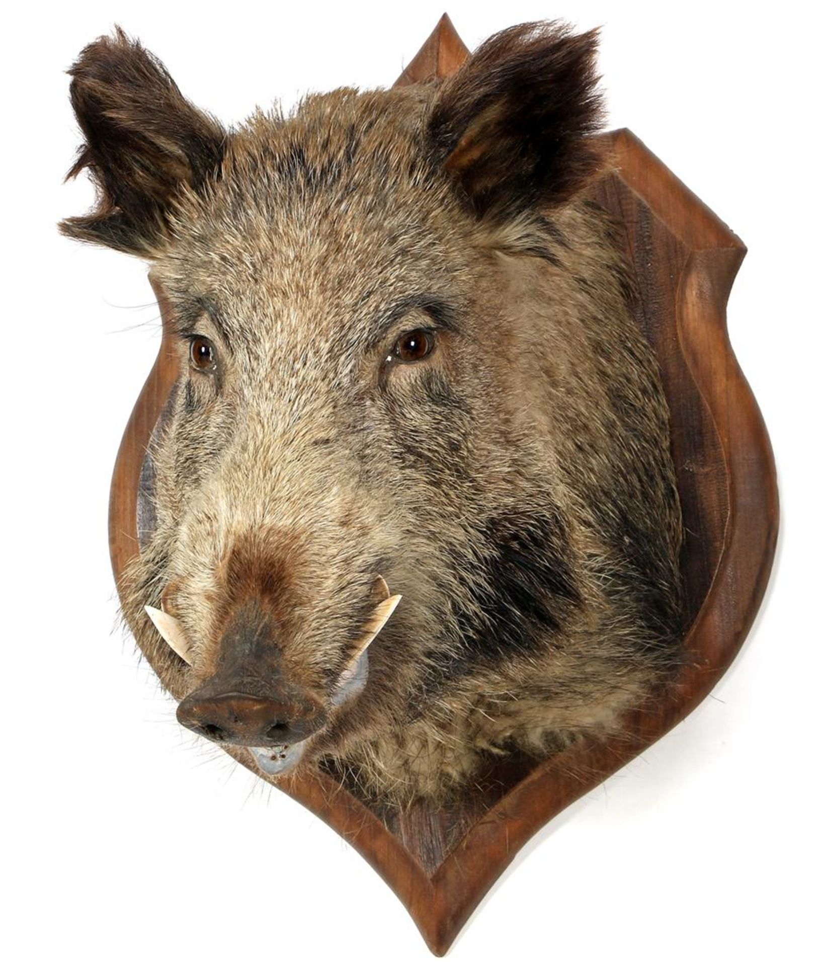 Wild boar - Image 2 of 3