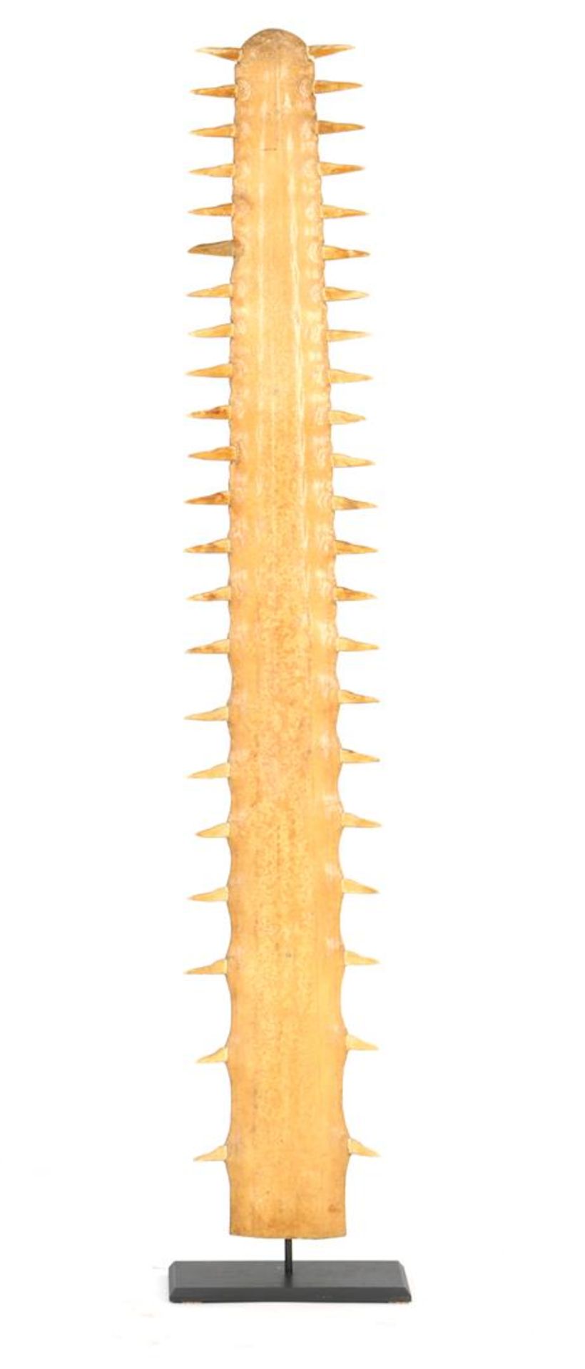 Very nice sawfish tooth