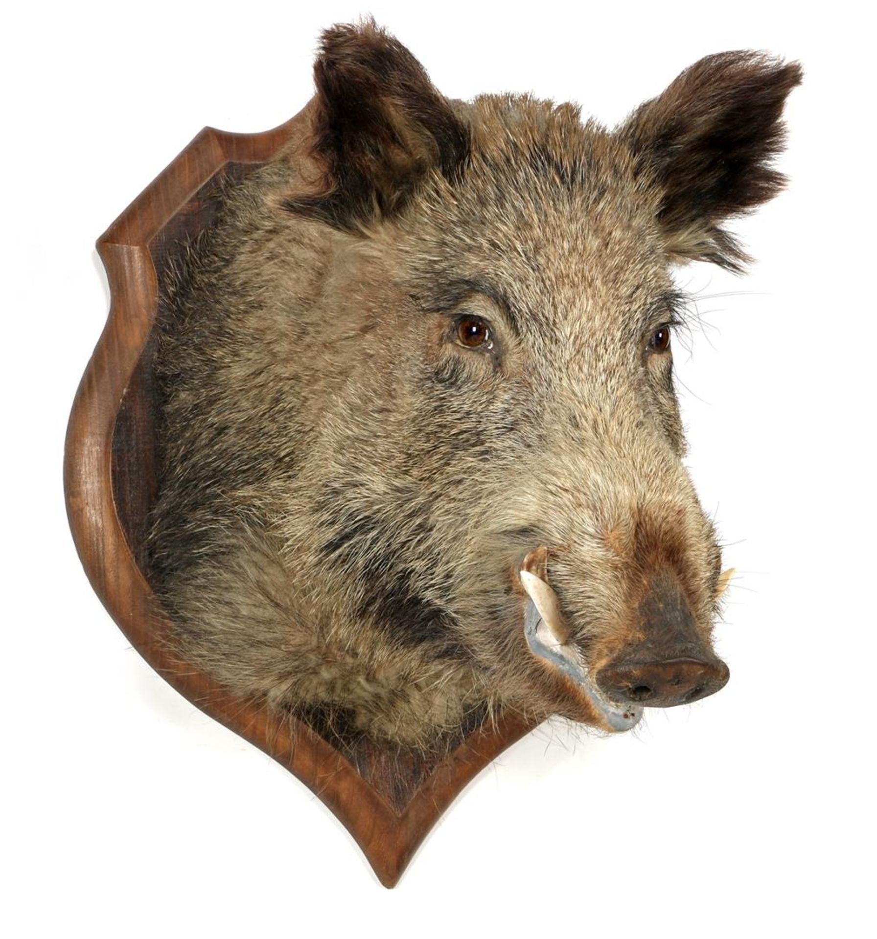 Wild boar