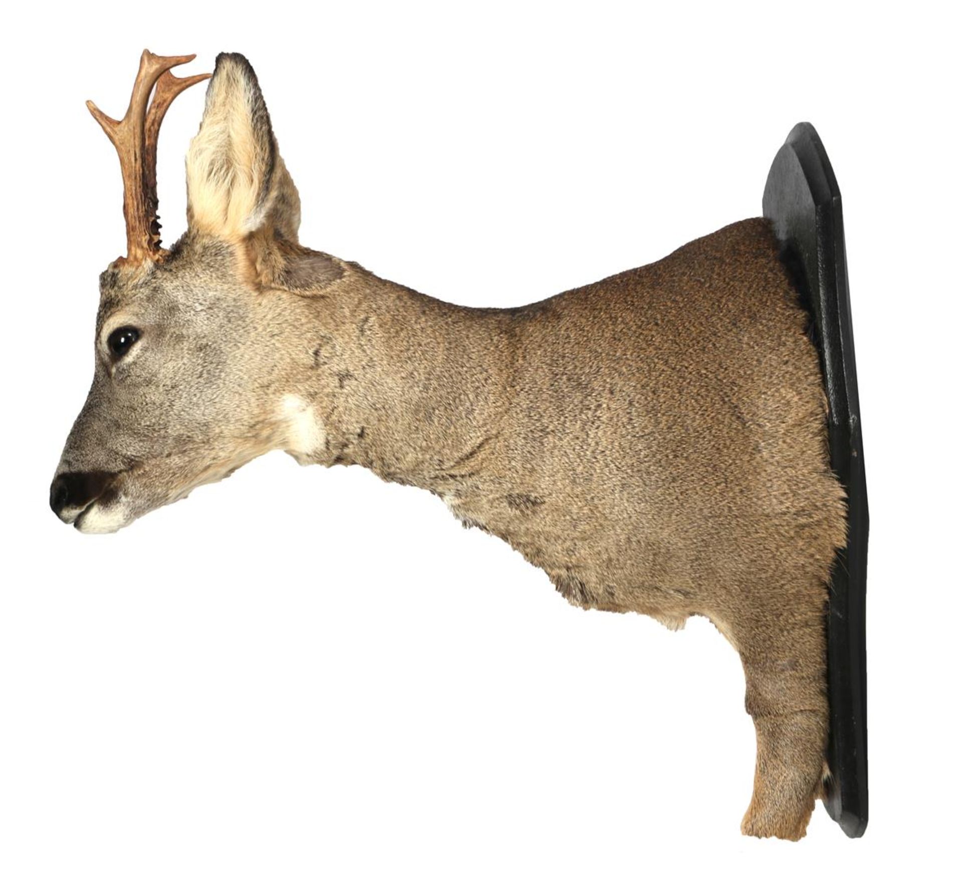 Prepared roebuck - Image 4 of 6