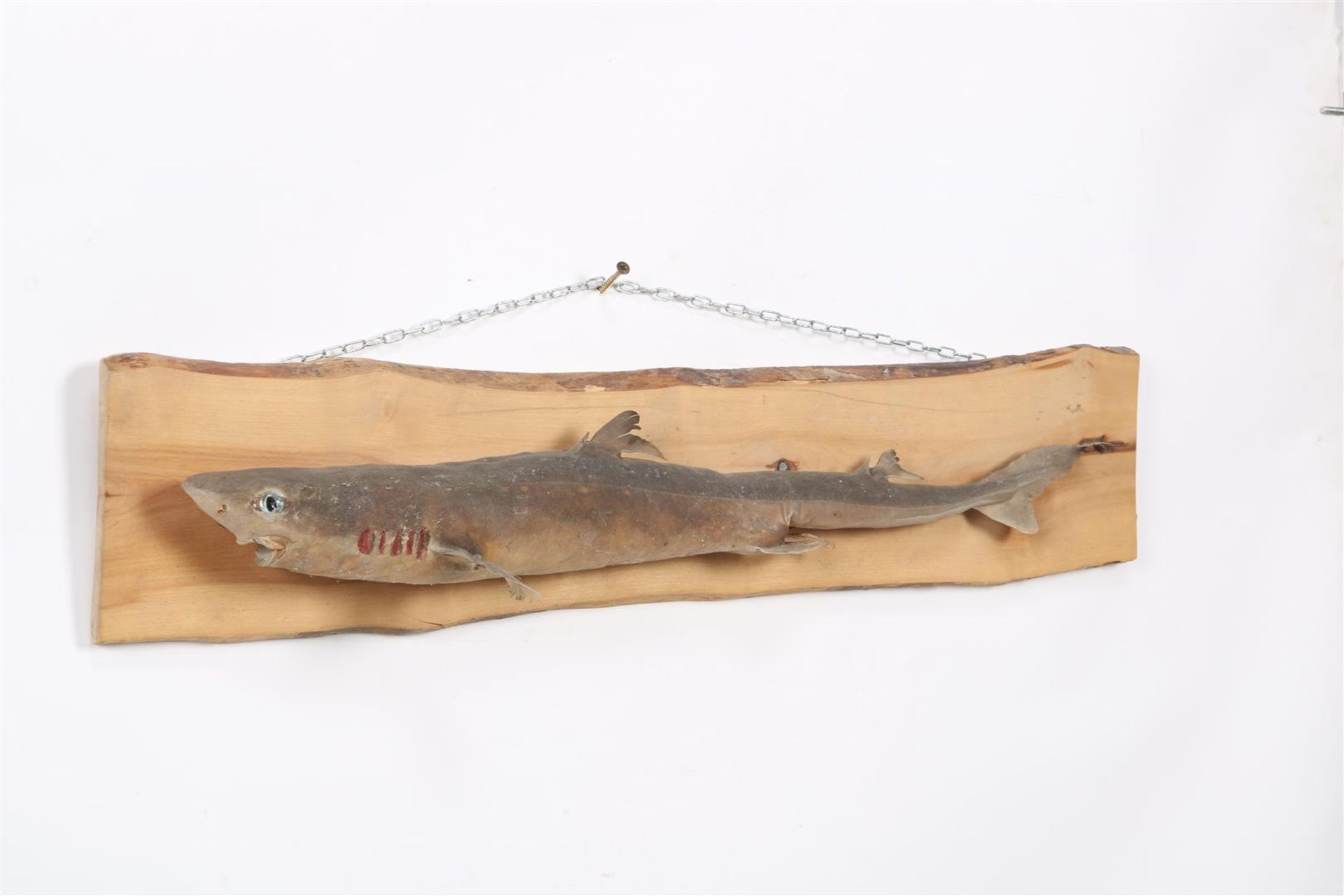 Prepared sand shark - Image 2 of 5