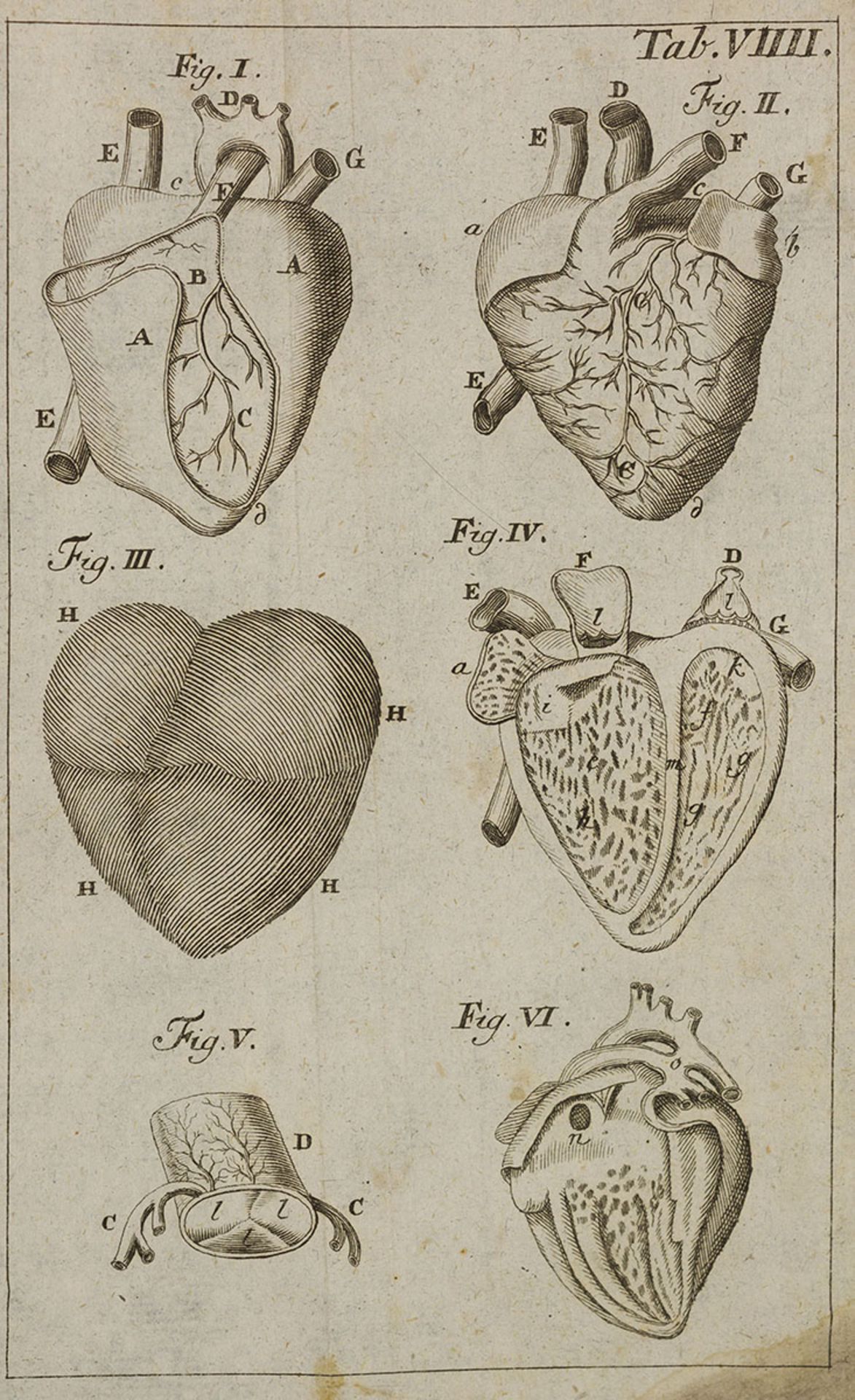 Anatomie. – Chr. E. Eschenbach.