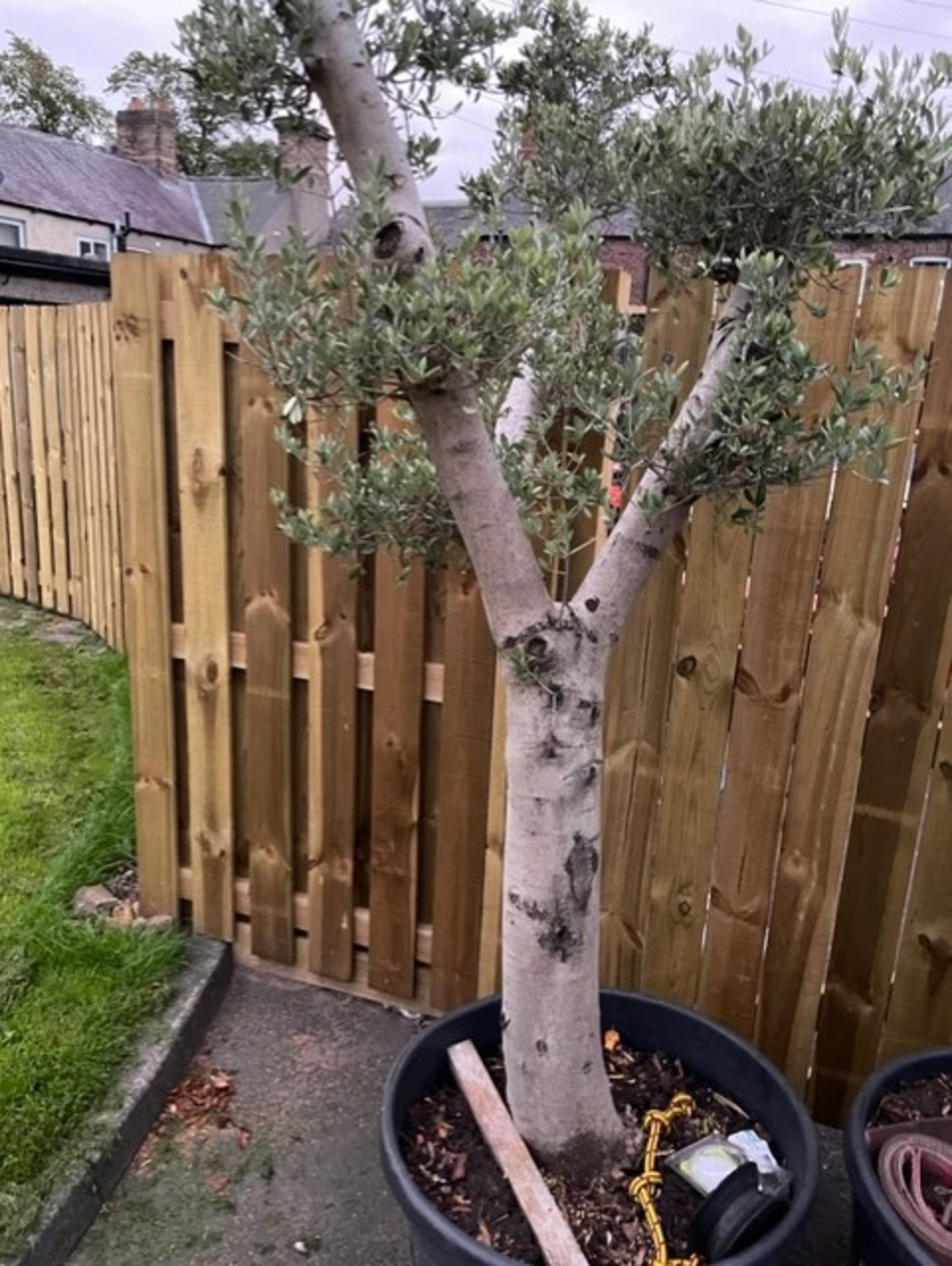 Olive tree 2.5 metre tall girth of approx girth is approx 45cm nice tree - Image 2 of 2