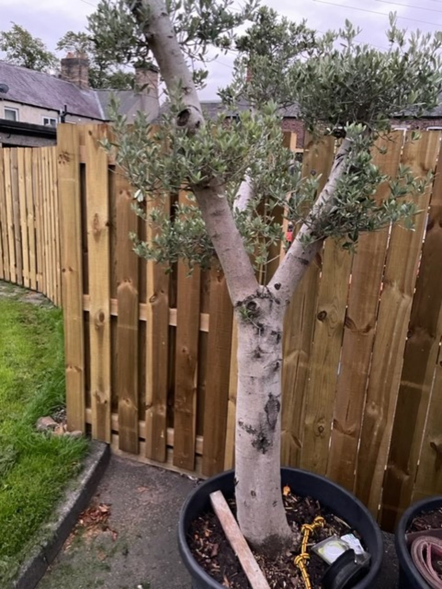 Olive tree 2.5 metre tall girth of approx girth is approx 45cm nice tree