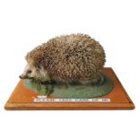 A 20TH CENTURY TAXIDERMY HEDGEHOG