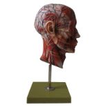 A VINTAGE SOMSO ANATOMY CROSS SECTION MODEL OF A HUMAN HEAD, mounted on a plinth base, 42cm high