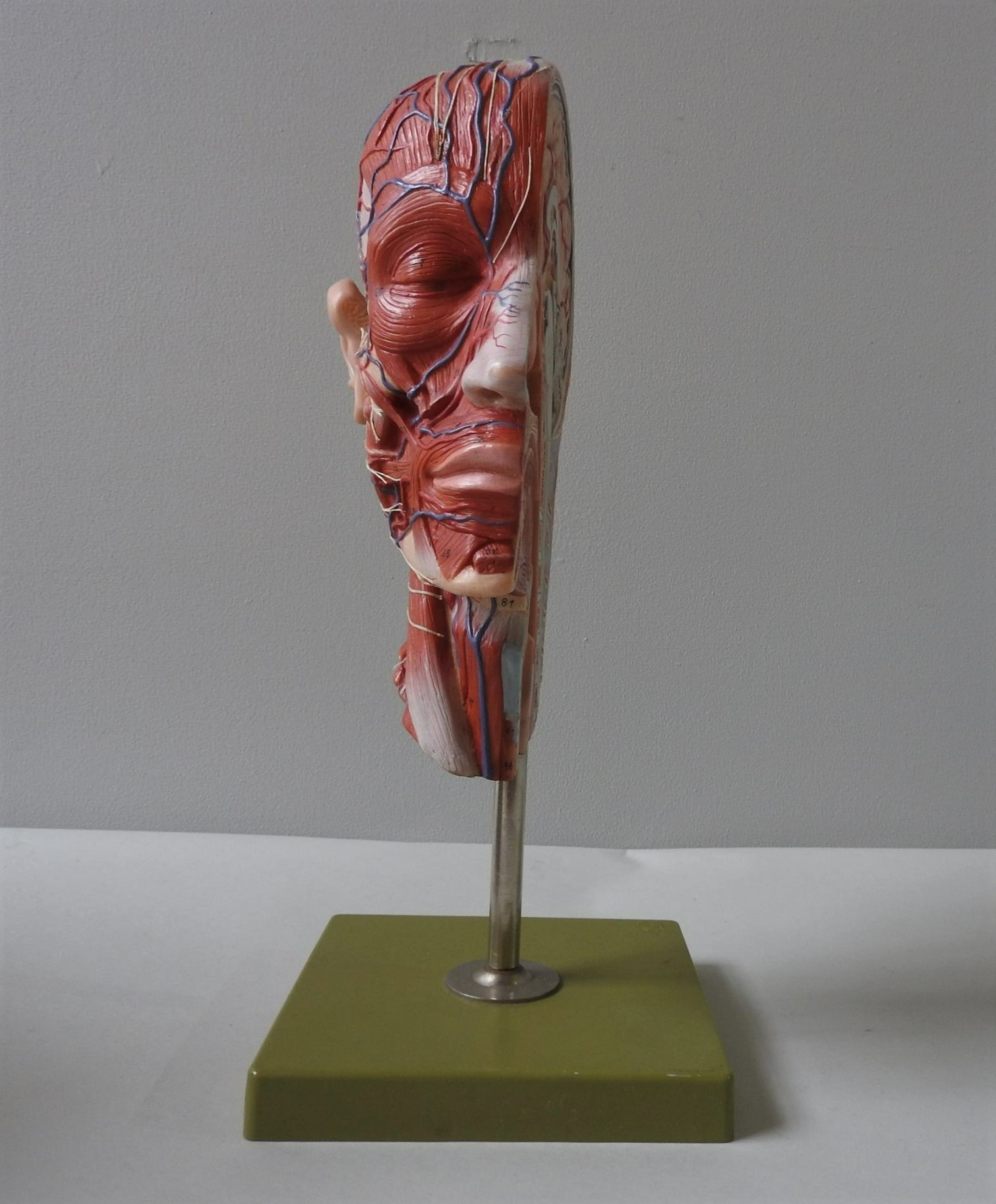 A VINTAGE SOMSO ANATOMY CROSS SECTION MODEL OF A HUMAN HEAD, mounted on a plinth base, 42cm high - Image 2 of 2