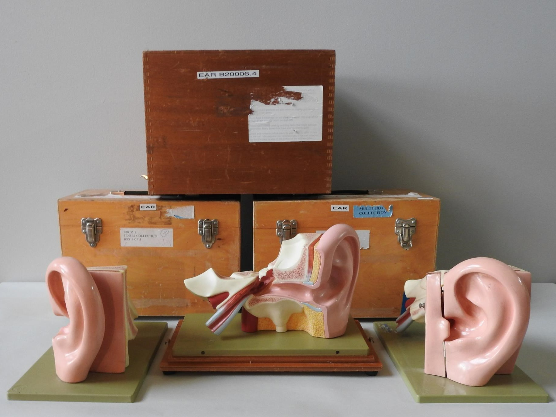 THREE VINTAGE SOMSO HUMAN ANATOMY MODELS OF THE EAR CANAL, two of which have missing components, all - Image 3 of 3